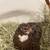 Lovingly raised Coturnix Quail & You Pick Hatching Eggs (You pick the parents!) 13 thumbnail