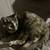 Cute black and biege kitten 3 thumbnail