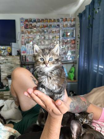 Gatitos en venta por $30 (Indio)63439138355715122