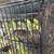 Parakeet 2 thumbnail