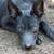 Blue heeler mix 1 thumbnail