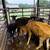 Calves 1 thumbnail