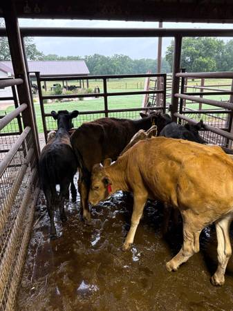 Calves 1
