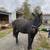 12 year old Morgan Percheron gelding 2 thumbnail