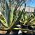 Agave Plants - multiple varieties 21 thumbnail