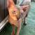Male Sphynx 3 thumbnail