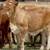 Beefmaster & Beefmaster Cross Replacement Heifers 5 thumbnail