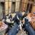 Pigs 1 thumbnail