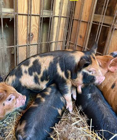 Pigs 1