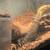 Rehoming exotic reptiles 3 thumbnail
