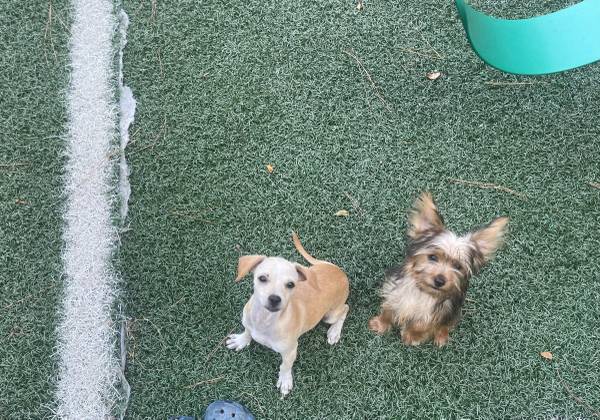 Chiwennie (Cleveland)63859315917313122