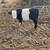 Belted galloway bull 5 thumbnail