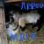 Nigerian Milk goats 4 thumbnail