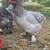 Blue Brahma Chickens 6 thumbnail