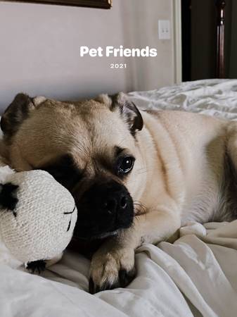 Lost Pug (Reward $600.00). Any Information Would be Appreciated. (East Atlanta)63739476436097121