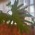 Large Split-Leaf Philodendron – Indoor Plant 3 thumbnail
