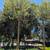 Olive Tree 11 thumbnail