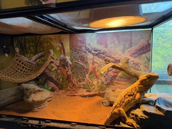 Dragón Barbudo y Uromastyx para reubicación (Blanchard)63670608535937124