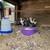 Chickens for sale - chicks 1 thumbnail