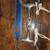 Eggbutt Snaffle Horse Bit with French Link Mouthpiece – Excellent Cond 2 thumbnail