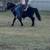 Gentle Miniature Pony 9 thumbnail