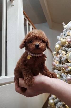 Toy poodle 1