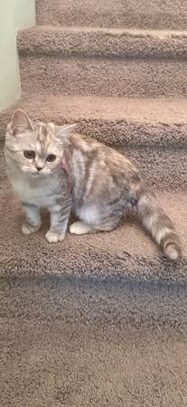 Gatita escocesa de pelo corto hembra
