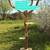 Custom Local handcrafted Natural tree branch Cat trees / condos and more! 21 thumbnail