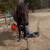 Black Gaited Gelding 8 YEAR OLD ❤️ Solid Trail Horse. 10 thumbnail