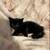 Kittens rehoming black Bombay green jade 5 thumbnail
