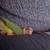8 week old conures 7 thumbnail