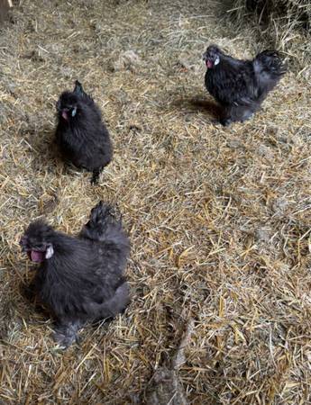 Silkie Roosters for sale 1