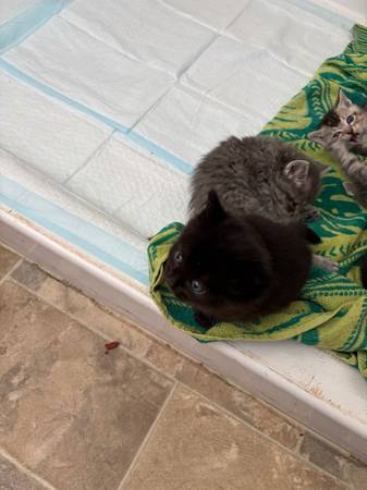 SWEET LOVING PLAYFUL KITTENS63853557701507122