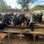 Bred cows 3 thumbnail