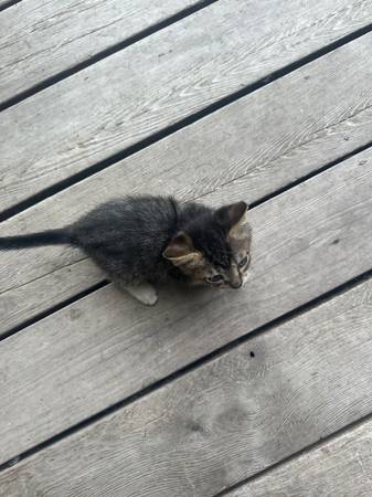 8, 8 week old kitties (Tumwater)63885717336449123
