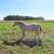 AQHA Perlino stud, Two Eyed Red Buck on his papers! 4 thumbnail