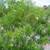 Yellow Oleander, Mango Trees, Cranberry Hibiscus, Papaya Trees 1 thumbnail