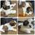 🐾 Adorable Shih Tzu Puppies for Sale! 🐾 1 thumbnail