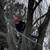 TREE SERVICE CLIMBER 1 thumbnail