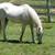 Horse Boarding on Quiet Horse Ranch North County 17 thumbnail