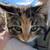 Kittens 6 thumbnail