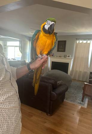 Blue and Gold Macaw (Woodbridge)63843455633409120