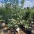 Fruit trees 7gal 5-6' tall all will fruit next season 2 thumbnail