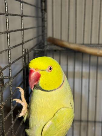 Lacewing Indian ringneck pair63664515619329121