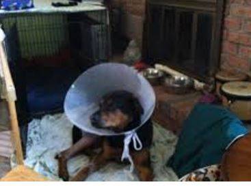 collares médicos para perros E-collars Cono de la Vergüenza lol (recogida en arvada solo efectivo)63679587443843121