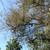 Juan The  Tree Guy  LLC 2 thumbnail