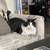 Need to rehome a sweet tuxedo cat 2 thumbnail