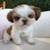 Preciousminishihtzu 3 thumbnail