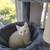 kittens 3 thumbnail