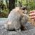 Jersey Wooly 1 thumbnail